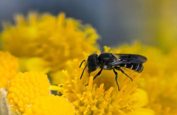 Обзор Huawei Pura 80 Ultra: смартфона с инновационными камерами, но не процессором Обзор Huawei Pura 80 Ultra: смартфона с инновационными камерами, но не процессором