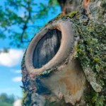 Обзор Realme X3 SuperZoom: непросто бюджетный флагман! Обзор Realme X3 SuperZoom: непросто бюджетный флагман!