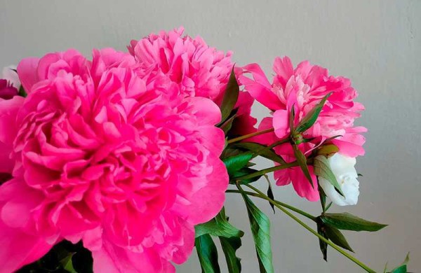 Обзор Realme X3 SuperZoom: непросто бюджетный флагман! Обзор Realme X3 SuperZoom: непросто бюджетный флагман!