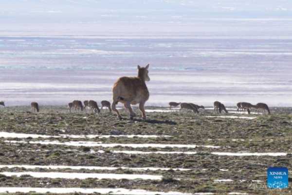 Китайские учёные отправили в Тибет робота-антилопу, который проследил за стадом настоящих Китайские учёные отправили в Тибет робота-антилопу, который проследил за стадом настоящих
