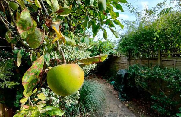 Обзор Oppo Find X2 Neo: тонкий и приятный смартфон Обзор Oppo Find X2 Neo: тонкий и приятный смартфон