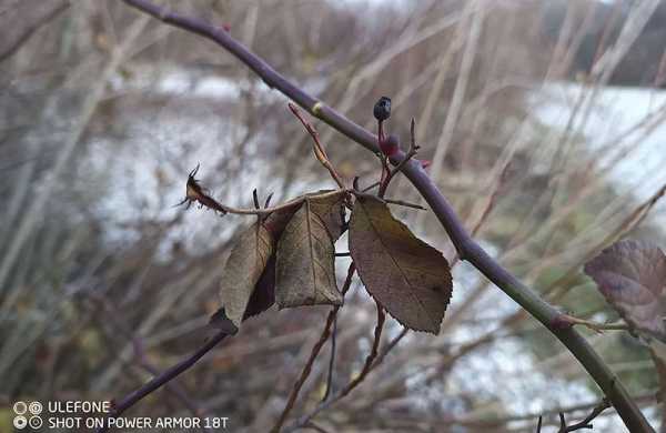 Обзор Ulefone Power Armor 18T: защищённого смартфона для профи с тепловизором Обзор Ulefone Power Armor 18T: защищённого смартфона для профи с тепловизором