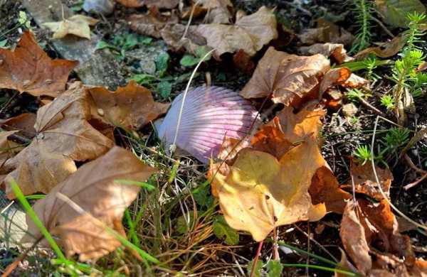 Обзор iPhone 13 Pro Max: максимально лучший смартфон Apple в 2021 году Обзор iPhone 13 Pro Max: максимально лучший смартфон Apple в 2021 году