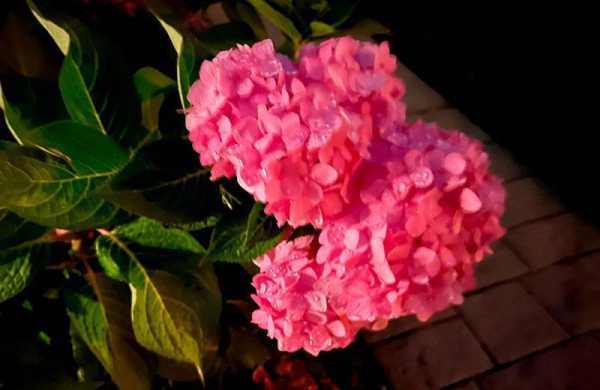 Обзор iPhone 13 Pro Max: максимально лучший смартфон Apple в 2021 году Обзор iPhone 13 Pro Max: максимально лучший смартфон Apple в 2021 году