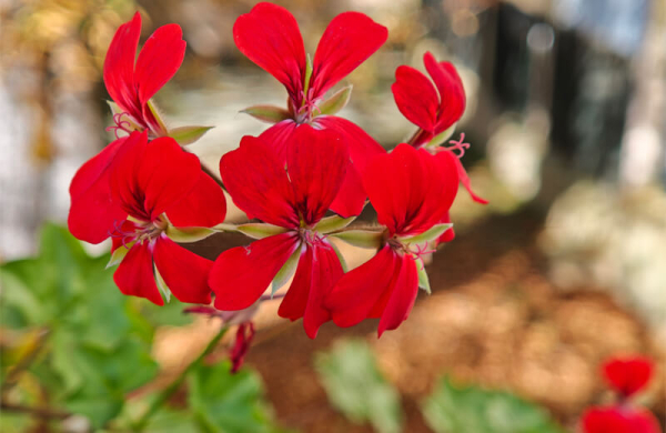 Обзор Xiaomi 17: компактного флагмана с самым мощным процессором Обзор Xiaomi 17: компактного флагмана с самым мощным процессором