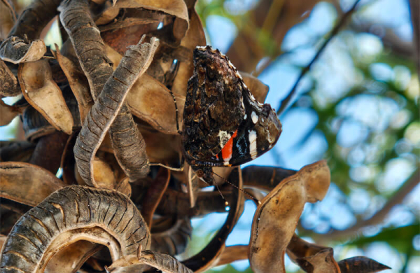 Обзор Xiaomi 17 Pro: смартфона для профессионалов с двумя дисплеями Обзор Xiaomi 17 Pro: смартфона для профессионалов с двумя дисплеями