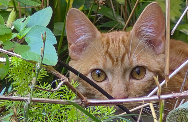 Обзор Samsung Galaxy S25 FE: чуть более доступного смартфона, не уступающего флагманам Обзор Samsung Galaxy S25 FE: чуть более доступного смартфона, не уступающего флагманам