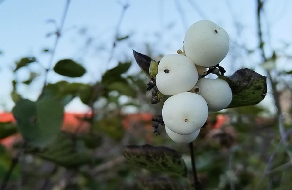 Обзор Huawei Nova 10 SE: смартфон среднего уровня с эффективными компонентами Обзор Huawei Nova 10 SE: смартфон среднего уровня с эффективными компонентами