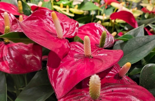 Обзор Oppo A78 4G: смартфона с массой преимуществ по адекватной стоимости Обзор Oppo A78 4G: смартфона с массой преимуществ по адекватной стоимости