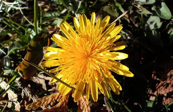 Обзор Xiaomi Redmi Note 11S: немного другой бюджетный и универсальный смартфон Обзор Xiaomi Redmi Note 11S: немного другой бюджетный и универсальный смартфон