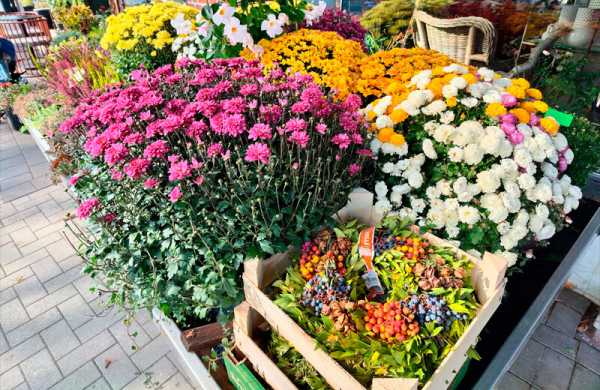 Обзор ZTE Nubia RedMagic 11 Pro: игрового смартфона на SD 8 Elite Gen 5 Обзор ZTE Nubia RedMagic 11 Pro: игрового смартфона на SD 8 Elite Gen 5