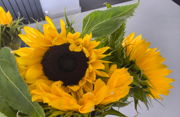 Обзор Samsung Galaxy Tab S11 Ultra: планшета 14,6-дюйм заменяющего ноутбук Обзор Samsung Galaxy Tab S11 Ultra: планшета 14,6-дюйм заменяющего ноутбук