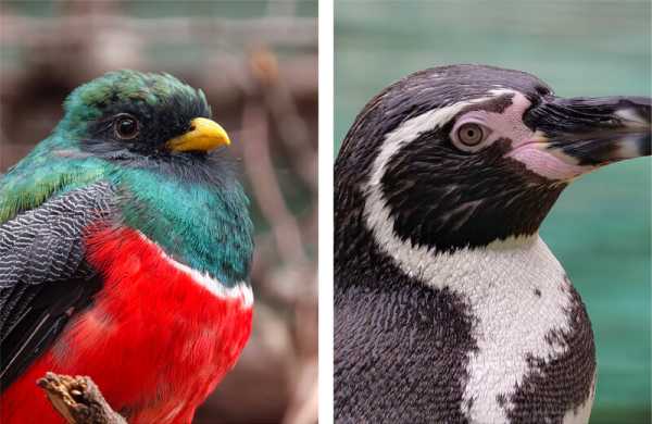 Обзор Oppo Find X9 Pro: камерофона с телеобъективом Hasselblad Обзор Oppo Find X9 Pro: камерофона с телеобъективом Hasselblad