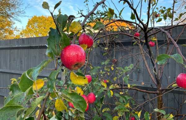 Обзор Apple iPad Pro (M5): мощного планшета для профессиональной работы Обзор Apple iPad Pro (M5): мощного планшета для профессиональной работы