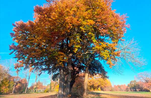 Обзор ZTE Nubia RedMagic 11 Pro: игрового смартфона на SD 8 Elite Gen 5 Обзор ZTE Nubia RedMagic 11 Pro: игрового смартфона на SD 8 Elite Gen 5