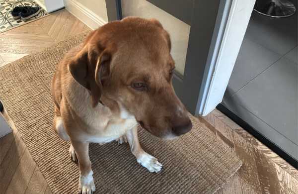 Обзор Apple iPad Pro (M5): мощного планшета для профессиональной работы Обзор Apple iPad Pro (M5): мощного планшета для профессиональной работы