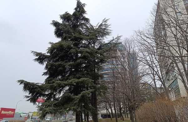 Обзор Xiaomi Redmi Note 13 Pro (4G): нового короля среднебюджетных смартфонов Обзор Xiaomi Redmi Note 13 Pro (4G): нового короля среднебюджетных смартфонов