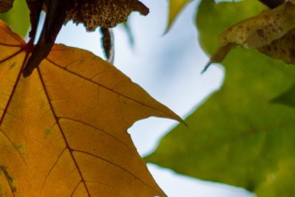 Обзор объективов YongNuo 50 mm F1.8 II и YN50mm F1.4: китайское — не значит худшее Обзор объективов YongNuo 50 mm F1.8 II и YN50mm F1.4: китайское — не значит худшее