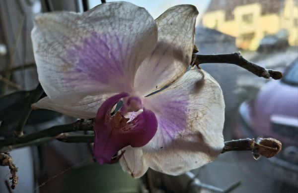 Обзор Motorola Edge 50 Neo: компактного смартфона с защитой военного класса Обзор Motorola Edge 50 Neo: компактного смартфона с защитой военного класса