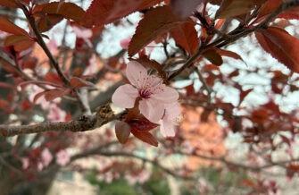 Обзор Apple iPhone 16e: стоит ли покупать самый бюджетный новый айфон Обзор Apple iPhone 16e: стоит ли покупать самый бюджетный новый айфон