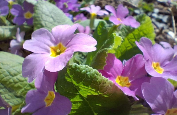 Обзор Samsung Galaxy A26: бюджетного смартфона с искусственным интеллектом Обзор Samsung Galaxy A26: бюджетного смартфона с искусственным интеллектом