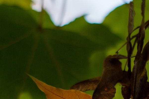 Обзор объективов YongNuo 50 mm F1.8 II и YN50mm F1.4: китайское — не значит худшее Обзор объективов YongNuo 50 mm F1.8 II и YN50mm F1.4: китайское — не значит худшее