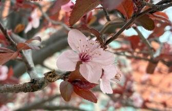 Обзор Apple iPhone 16e: стоит ли покупать самый бюджетный новый айфон Обзор Apple iPhone 16e: стоит ли покупать самый бюджетный новый айфон