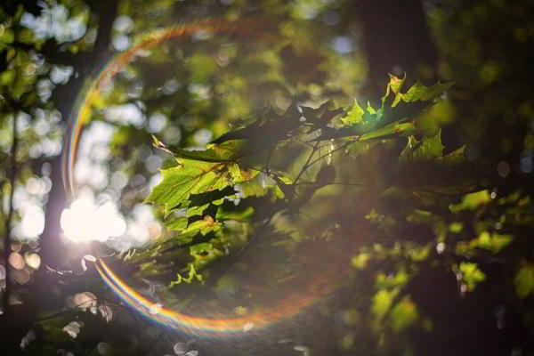 Обзор объективов YongNuo 50 mm F1.8 II и YN50mm F1.4: китайское — не значит худшее Обзор объективов YongNuo 50 mm F1.8 II и YN50mm F1.4: китайское — не значит худшее