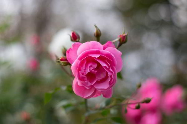 Обзор объективов YongNuo 50 mm F1.8 II и YN50mm F1.4: китайское — не значит худшее Обзор объективов YongNuo 50 mm F1.8 II и YN50mm F1.4: китайское — не значит худшее