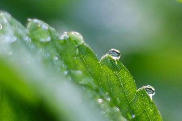 Обзор объективов YongNuo 50 mm F1.8 II и YN50mm F1.4: китайское — не значит худшее Обзор объективов YongNuo 50 mm F1.8 II и YN50mm F1.4: китайское — не значит худшее