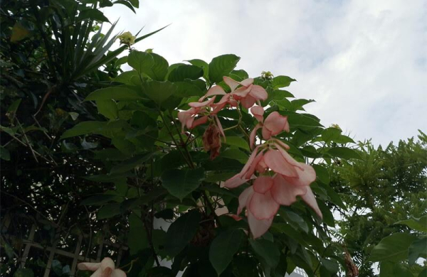 Обзор Meizu Note 21: приятного и очень бюджетного смартфона с огромным дисплеем Обзор Meizu Note 21: приятного и очень бюджетного смартфона с огромным дисплеем