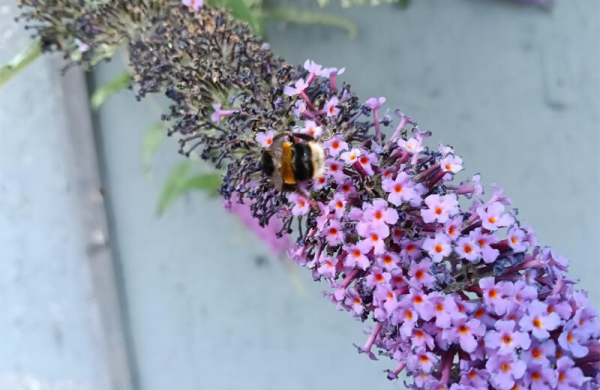 Обзор Oppo A5: прочного бюджетного смартфона с аккумулятором 6000 мАч Обзор Oppo A5: прочного бюджетного смартфона с аккумулятором 6000 мАч